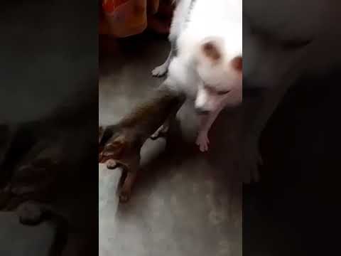 ☺️cat and dog fight||☺️cat and dog funny video||subscribe||Like||comment||share||vlogger sampati||
