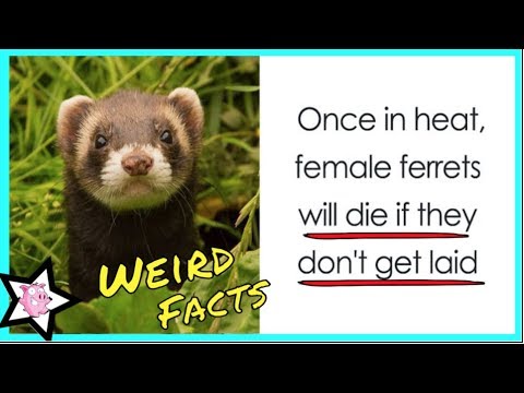 Weird Animal Facts That Will Change The Way You Look At Nature Video