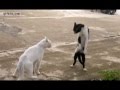 Gato Karateca