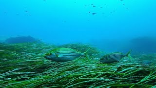 Grecia instala amarres ecológicos para proteger las praderas de posidonia dañadas por las anclas
