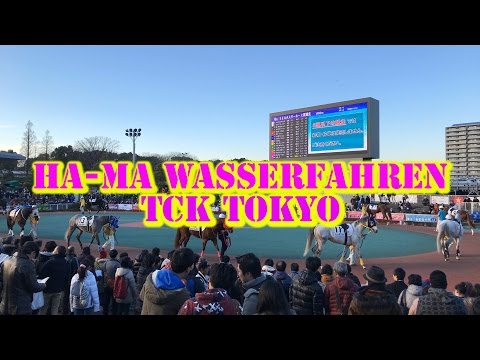 Tokyo City Keiba with Megwin