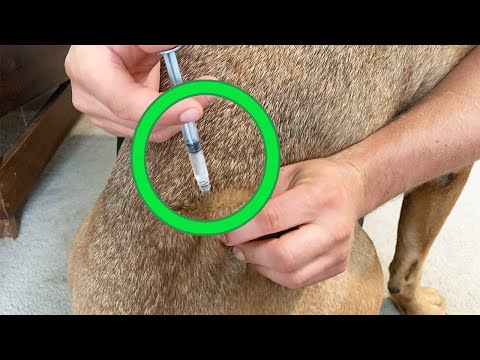 Dog Injection Guide: How to Safely Give Shots at Home