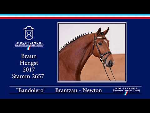 Holsteiner Frühjahrsauktion 2020 - Nr. 03 Bandolero v. Brantzau - Newton