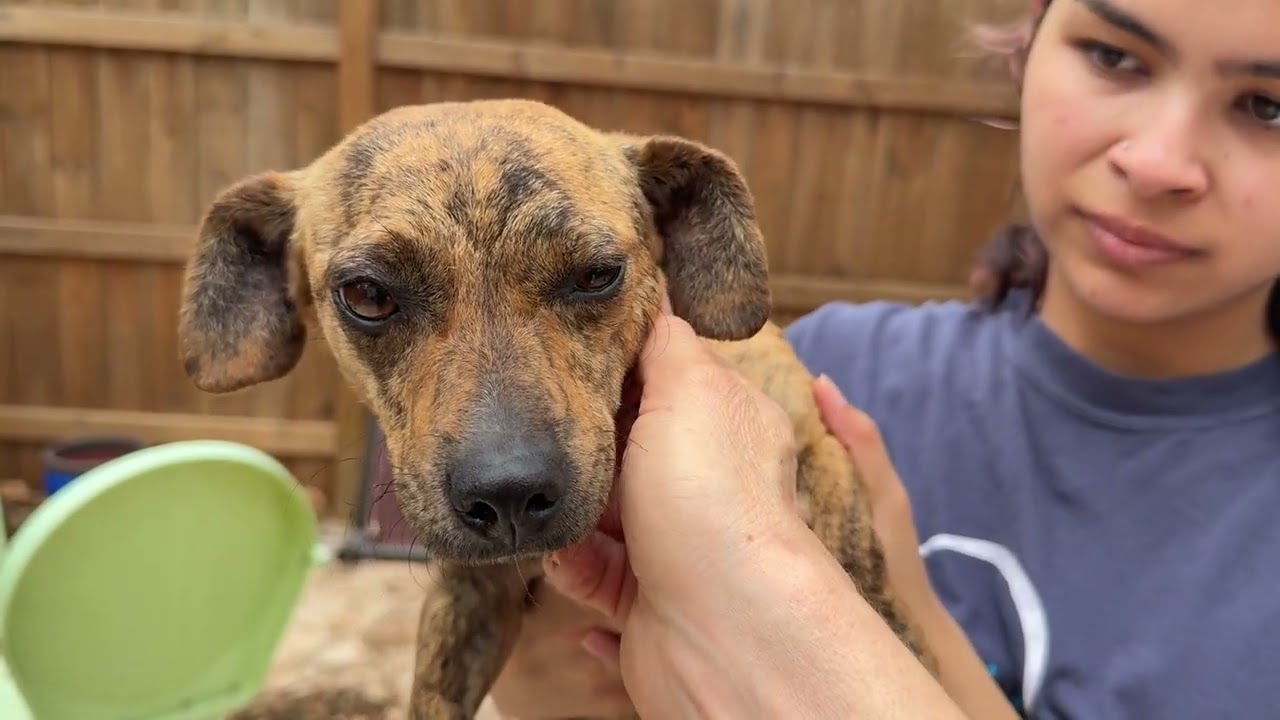 Enlarge Mino - tiny friendly boy, a Adoptable Chihuahua in San Antonio, TX video 5/5