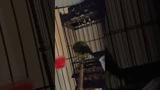 Download lagu Pleci banyu langit mp3