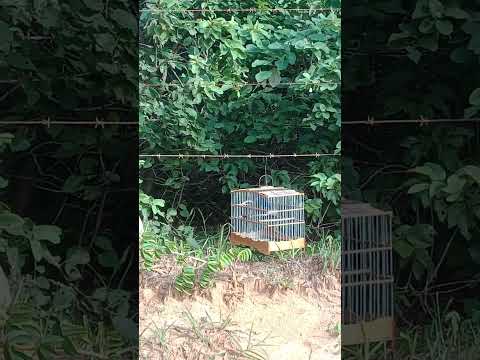 O DOIDO NA PEGADA 🐾