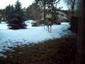 Deer Broken Leg 