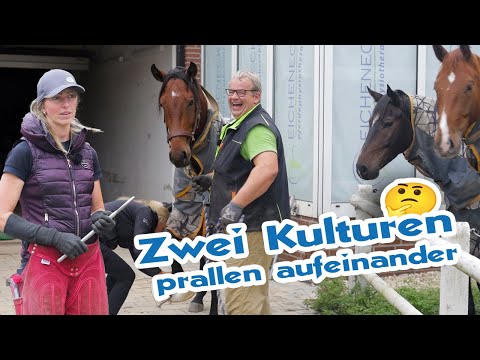 Beschneiden oder beschlagen? Joey wird zum Großpferd - Jungpferde Ausbildung von Anfang an