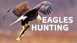 Predator Vs Prey: The Eagles Battling For Survival In Open Skies | White-Tailed Eagle Documentary