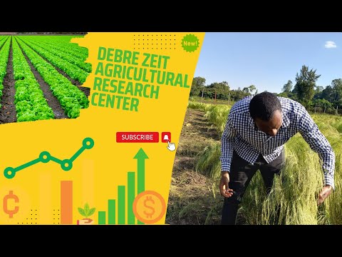 Field Visit at DebreZeit Agricultural Research center
