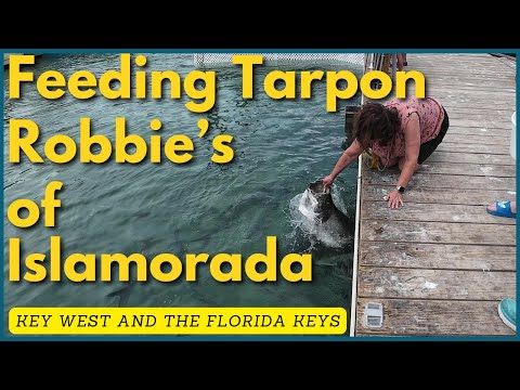 The Most INSANE Feeding Frenzy in the Florida Keys