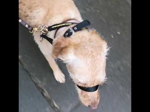 Well Heeled Hounds video.