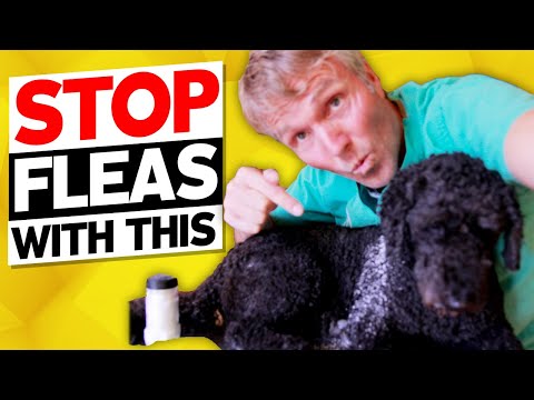 Get Rid of Fleas Naturally: A Highly Effective DIY Remedy