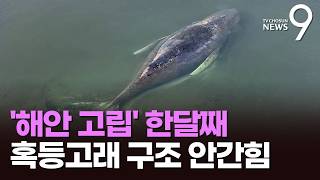 연안 모래톱에 갇힌 혹등고래…바지선까지 동원해 '필사의 구조' [뉴스9]
