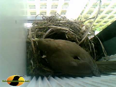 RE: Yiguirro haciendo nido
