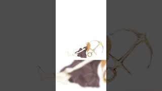 抜錨 / 巡音ルカ - ナナホシ管弦楽団 #vocaloid #ボカロ #ナナホシ管弦楽団