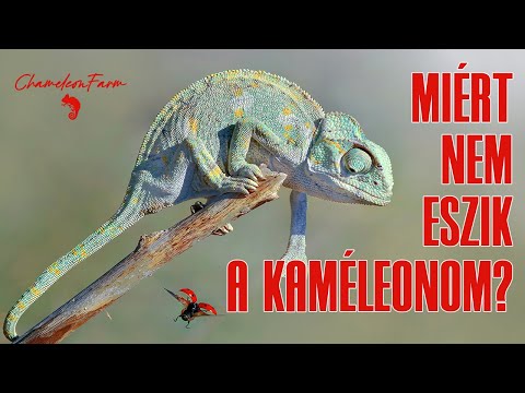 ChameleonFarm - Nem eszik a kaméleonom. Mi lehet az oka?