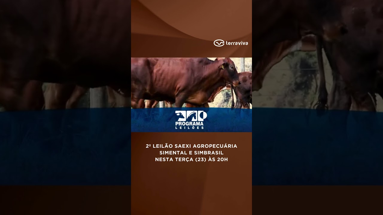 2º LEILÃO SAEXI AGROPECUÁRIA simental e simbrasil