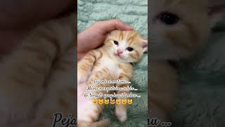 Download lagu Mama menyertaimu ke tempat yang kau idamkan😻#kucinglucu#cat#cute#love#viralvideo#viral#trending mp3