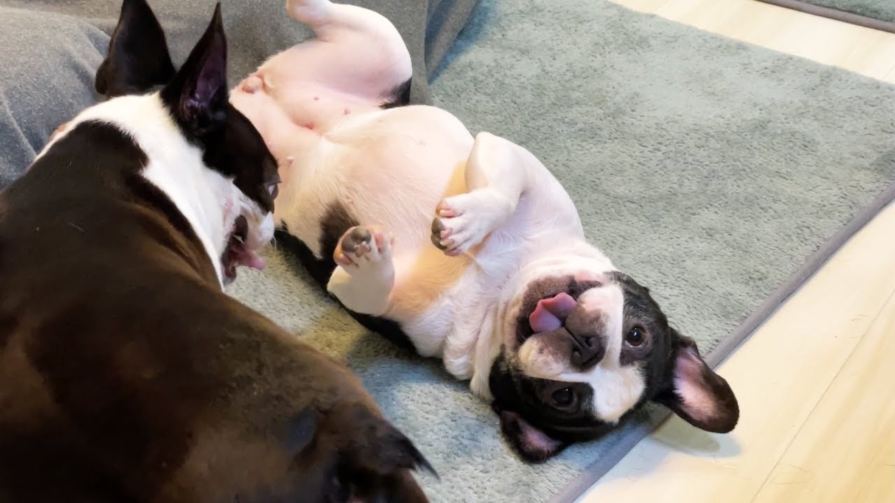 まるで人間の姉妹?世界一仲の良い犬たちを見てほしい（自称ｗ）【ボストンテリア・フレンチブルドッグ】