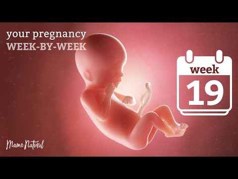 19 Weeks Pregnant - Natural Pregnancy Week-By-Week