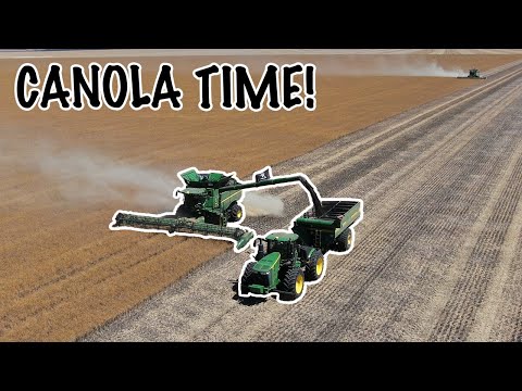 Into the canola | Harvest 2024 | Western Australia