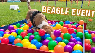 1000 BEAGLES Playing at the BEAGLE Event!