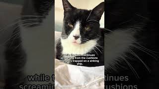 Boris #funnyanimals #cat #petsrule #funnypets #funnycats #funny #cute #cattok #pets