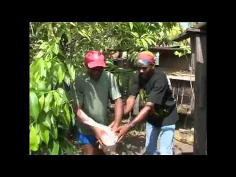 émission kultur kréol