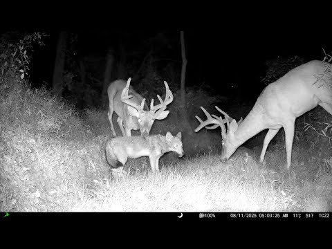 A PERFECT Spot for Camera: Trail Cam Highlights 10.16.25