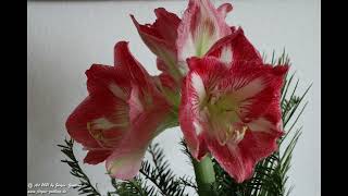 Galerie Fotoserie Amaryllis - Hackenheim - Rheinhessen