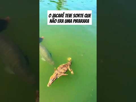 Pirarucu measures up an alligator to see if it's edible lol #shorts #fishing #aquarium #videoshort