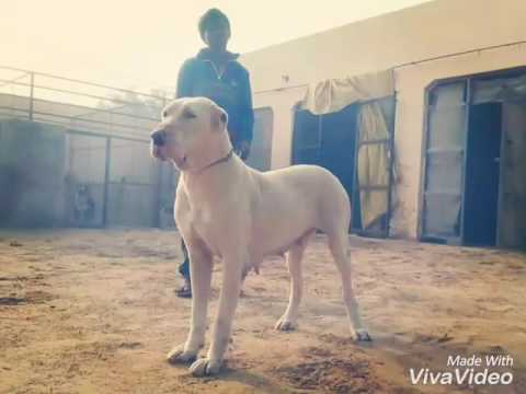 Bully lovers 09785790001