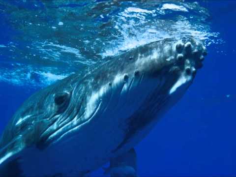 Freescha - Whales Wave Goodbye