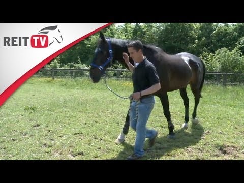 VIP | Vom unreitbaren Pferd zum Verbündeten - Die Geschichte von Gilbert Tillmann & Hello Max