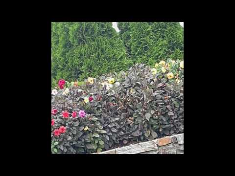 [SOLD] skele x sewerperson x guardin x sendflowrs type beat - all we know.