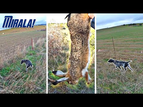 Perdices LIEBRES y varias 𝗮𝗰𝗰𝗶𝗼𝗻𝗲𝘀 𝗽𝗮𝗿𝗮 𝗲𝗻𝗺𝗮𝗿𝗰𝗮𝗿 💥 Caza Menor 2024 💥