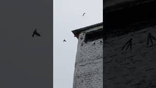 Download lagu Suara yang di buru Burung Walet(cepat Bersarang) Gedung binaan#walet #shorts #gedungwalet mp3