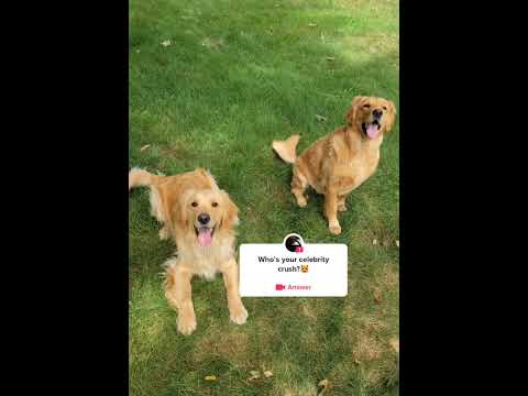 2 loving dogs #goldenretriever #puppy #doglover #goldens #dogs #momandson #goldenpuppy #dog