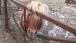 preview picture of video 'Shetland Pony Field Abernethy Perthshire Scotland'