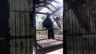 Download lagu tuwu paruh putih lokal jawa mp3