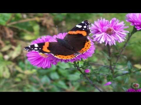 Ravel's Pavane - Dance of the Flowers