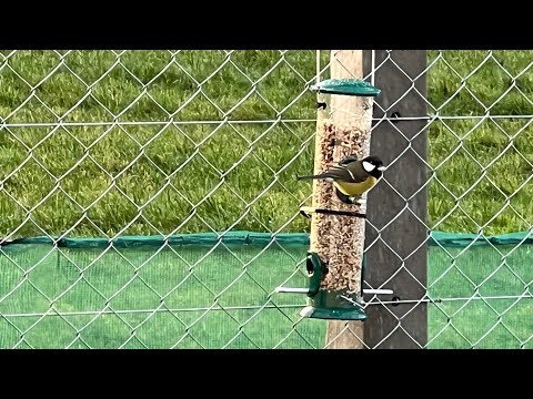 Blue Tit  amp  Red Robin feeding | Наши птицы