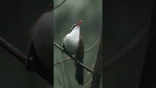 Download lagu cucak kopi gacor mp3