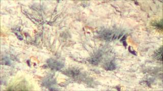 Antler Addiction Outfitters "Lefty"