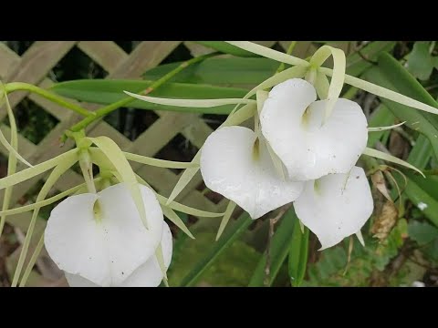 BRASSAVOLA ORCHID GROWING