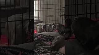 Video preview image #1 Great Dane-Unknown Mix Puppy For Sale in Huntersville, NC, USA