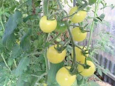 , title : '⟹ White Cherry Tomato, Solanum lycopersicum, TASTE TEST AND REVIEW #TOMATO'