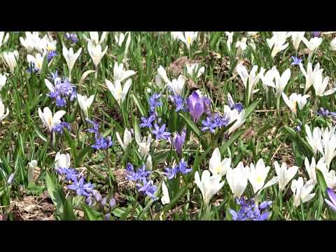 Spettacolo di Crocus alla Pigolotta di Valtorta il 26 aprile 2018
