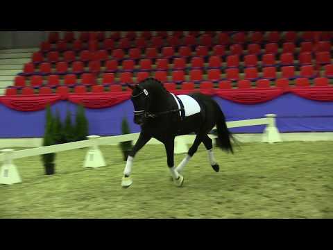 Negros Dream , Hengst von Negro